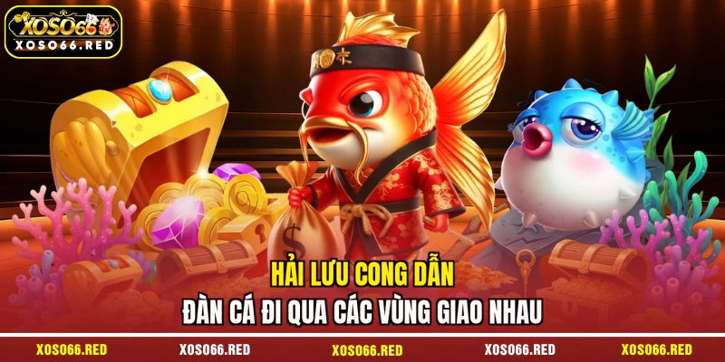 Hải lưu cong dẫn đàn cá đi qua các vùng giao nhau